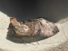 Abrostola tripartita
