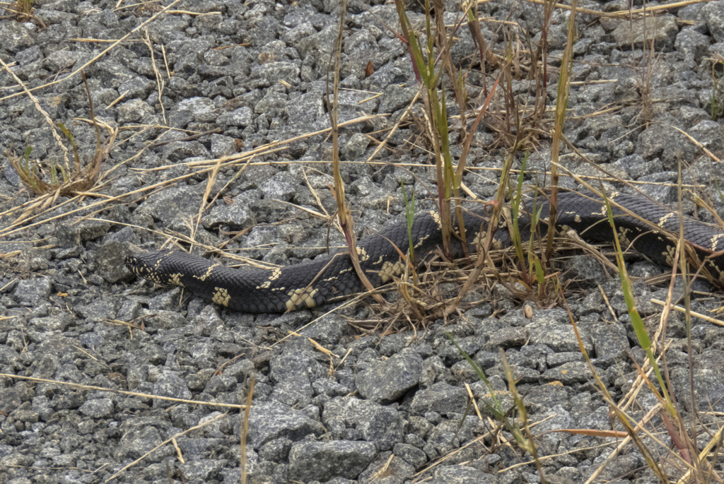 Image showcasing Eastern Kingsnake in May 2020 by Robert Meehan · iNaturalist