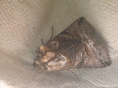 Abrostola tripartita