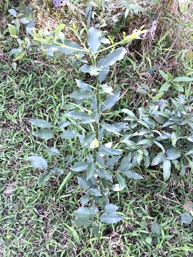 Meiwa kumquat (Citrus japonica)