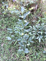 Citrus japonica