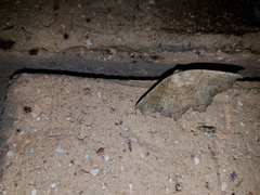 Polyacme dissimilis