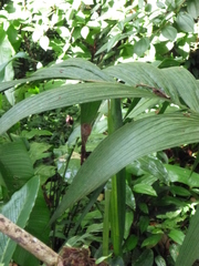 Phaethornis striigularis