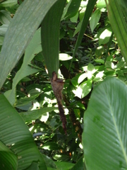 Phaethornis striigularis