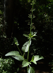 Scrophularia macrophylla