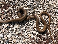 Dolichophis schmidti