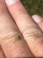 Polydrusus pterygomalis
