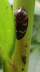 Okiscarta uchidae