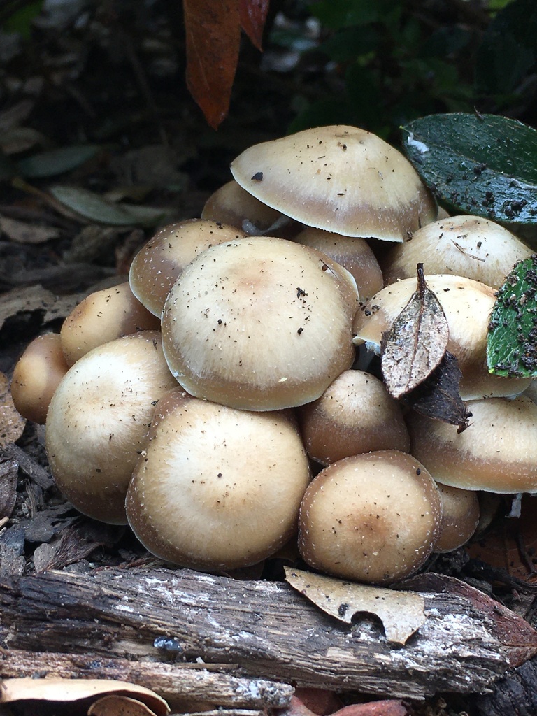 Psychedelic Ovoid Mushroom From Sycamore Canyon Rd, Santa Barbara, Ca 