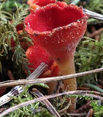 Microstoma protractum