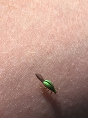 Polydrusus pterygomalis