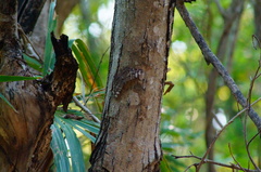 Hamadryas glauconome