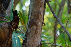 Hamadryas glauconome