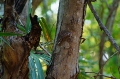 Hamadryas glauconome