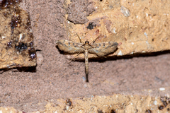 Hydriris chalybitis