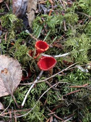 Microstoma protractum