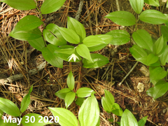 Disporum smilacinum