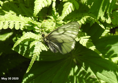 Parnassius stubbendorfii