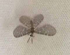 Nallachius americanus