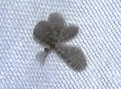 Nallachius americanus