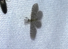 Nallachius americanus