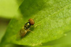 Microchrysa flaviventris