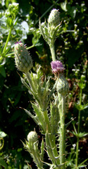 Cirsium gaillardotii