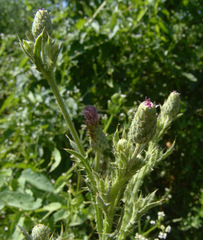 Cirsium gaillardotii