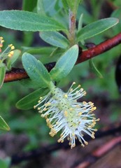 Salix pseudomyrsinites