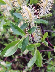 Salix pseudomyrsinites