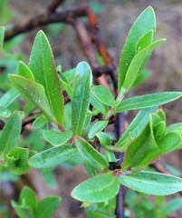Salix pseudomyrsinites