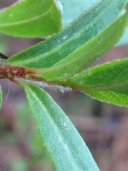 Salix pseudomyrsinites