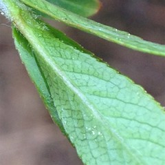 Salix pseudomyrsinites