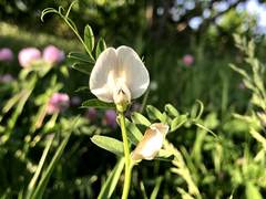 Vicia grandiflora