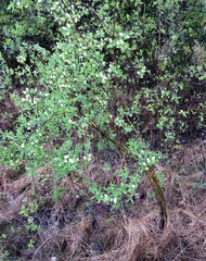 Salix pseudomyrsinites