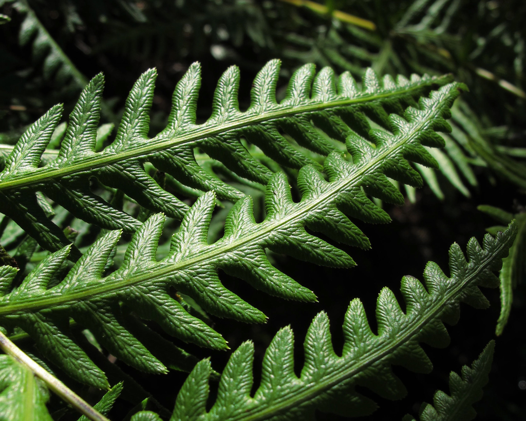 Chain Fern (Plants of Mount Burdell (CNPS list with pictures