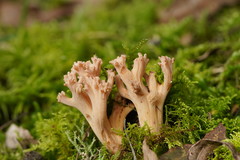 Ramaria pyrispora
