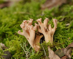 Ramaria pyrispora