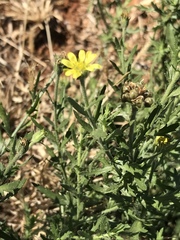 Osteospermum muricatum