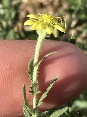 Osteospermum muricatum