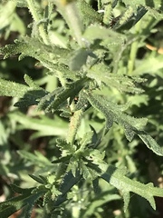 Osteospermum muricatum