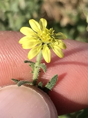 Osteospermum muricatum