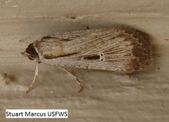 Tathorhynchus exsiccata