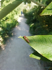 Episyrphus balteatus