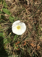 Convolvulus arvensis
