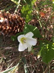 Convolvulus arvensis