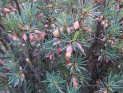 Brachyloma ericoides