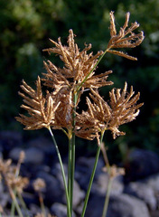 Cyperus denudatus