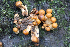 Pholiota malicola