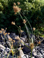 Cyperus denudatus
